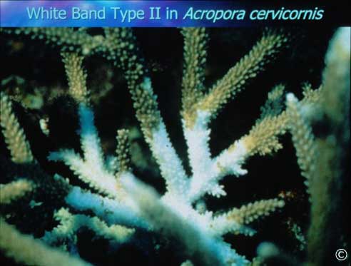 White Band type II in Acropora cervicornis
