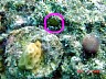 coralrecruit2.jpg